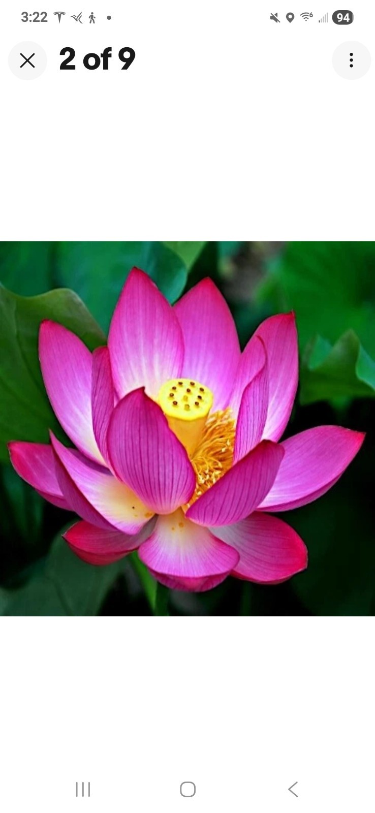 TWO Aquatic Hardy Sacred Pink Water Lily Plant FRESH Mature Rhizomes 3″- 4″