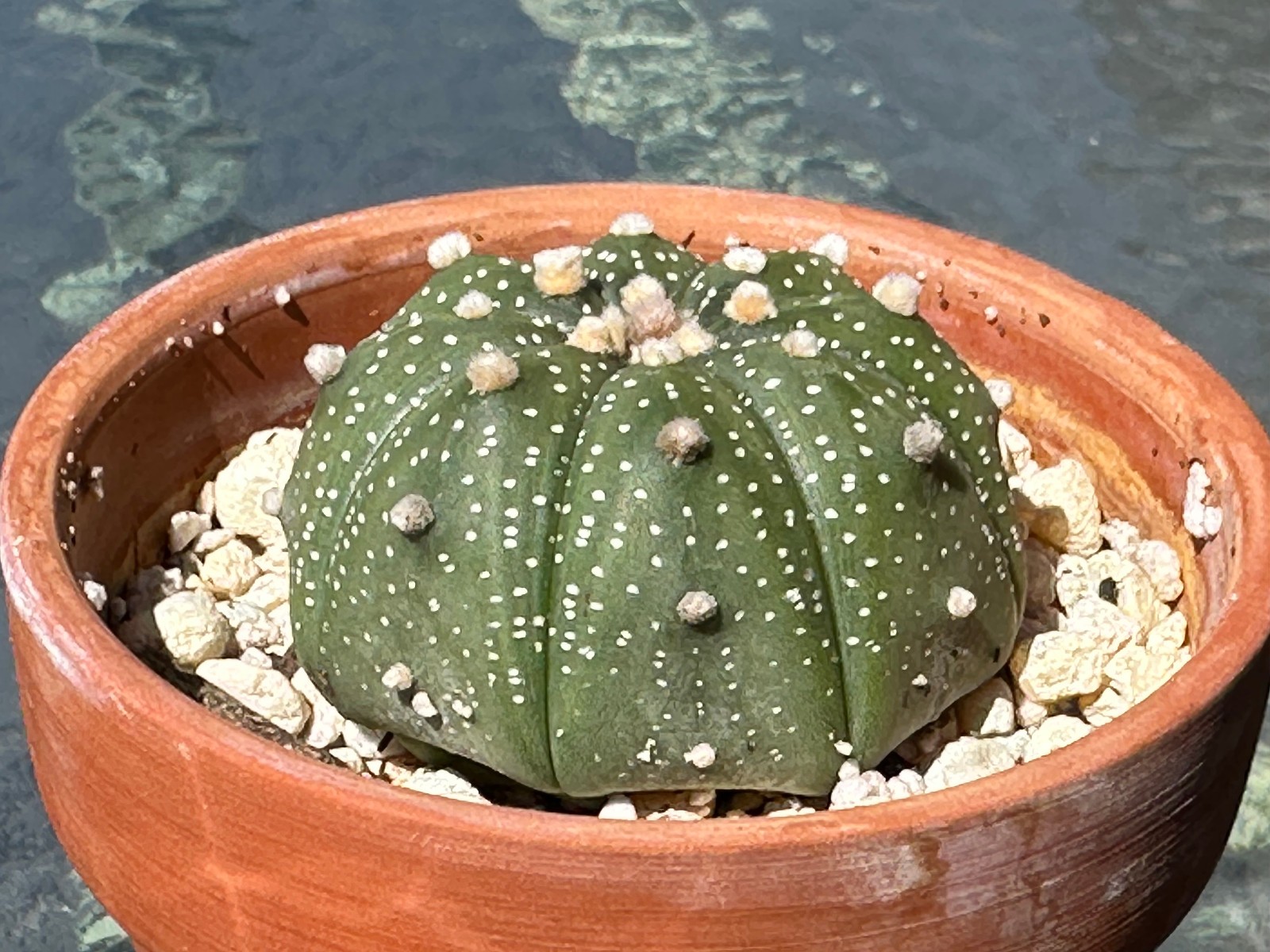 Astrophytum Asterias Live Sand Dollar Cactus in 3.5″ pot FREE SHIPPING