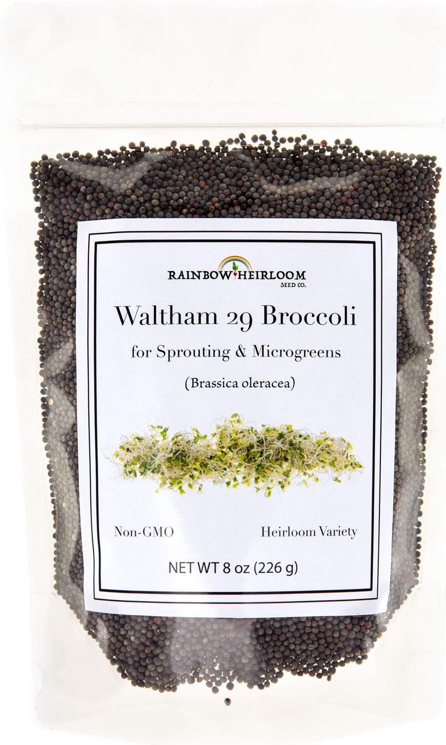 Broccoli Seeds for Sprouting & Microgreens Waltham 29 Variety Non GMO & Heirloom