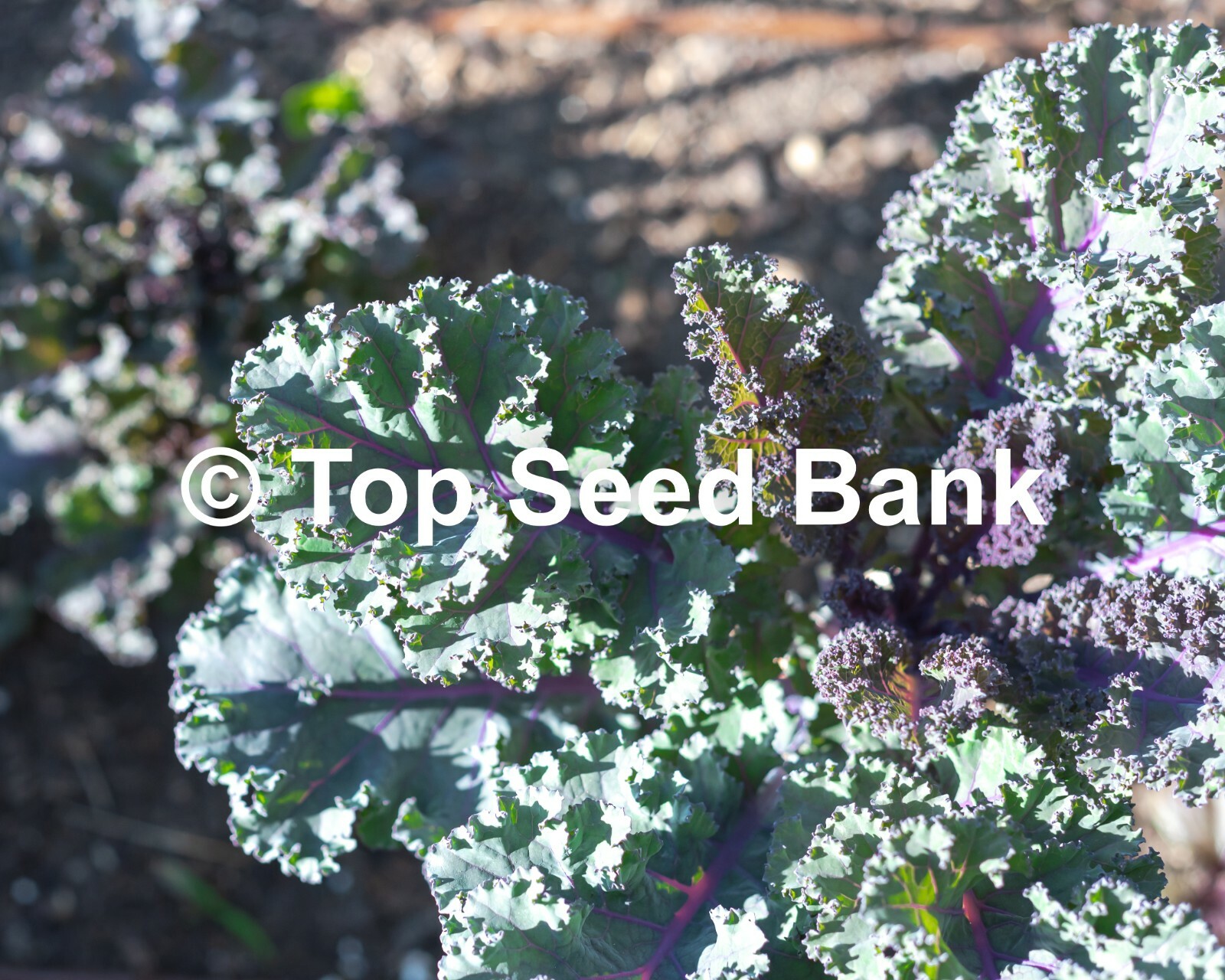 50+ Scarlet Kale seeds, Purple Curled Kale, Cold Hardy, Heat Tolerant +Free GIFT
