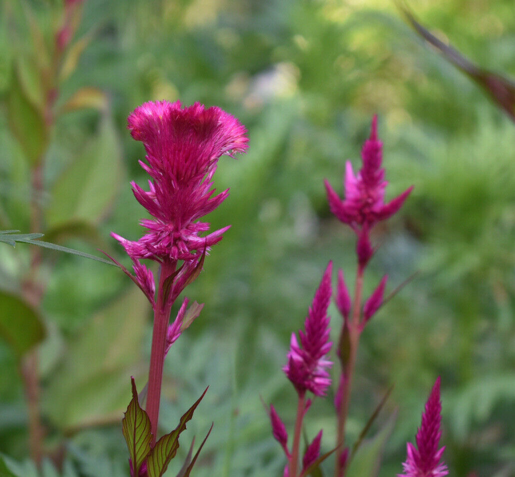 Celosia Cristata Cockscomb Crested Vivid Fuchsia Purple Flower 55 Fresh Seeds