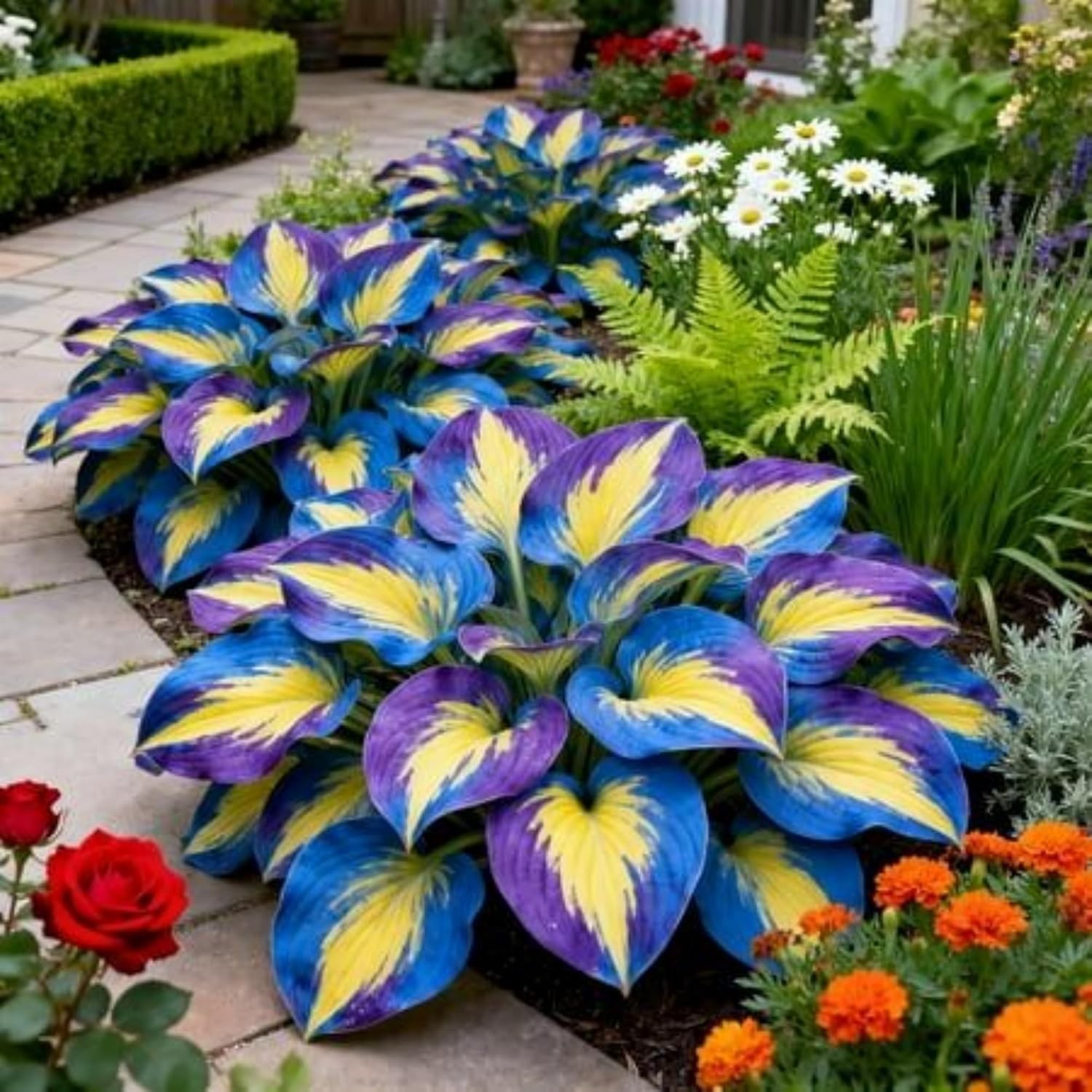 320+ Hosta Seeds for Planting Perennial Heart-Shaped Hosta Bare Roots – Rich