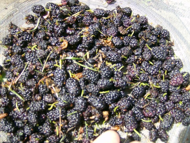 50 BLACK MULBERRY SEEDS – Morus nigra