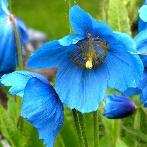 2,500 Stratified Mystic Blue Himalayan Meconopsis Poppy Seeds For Planting
