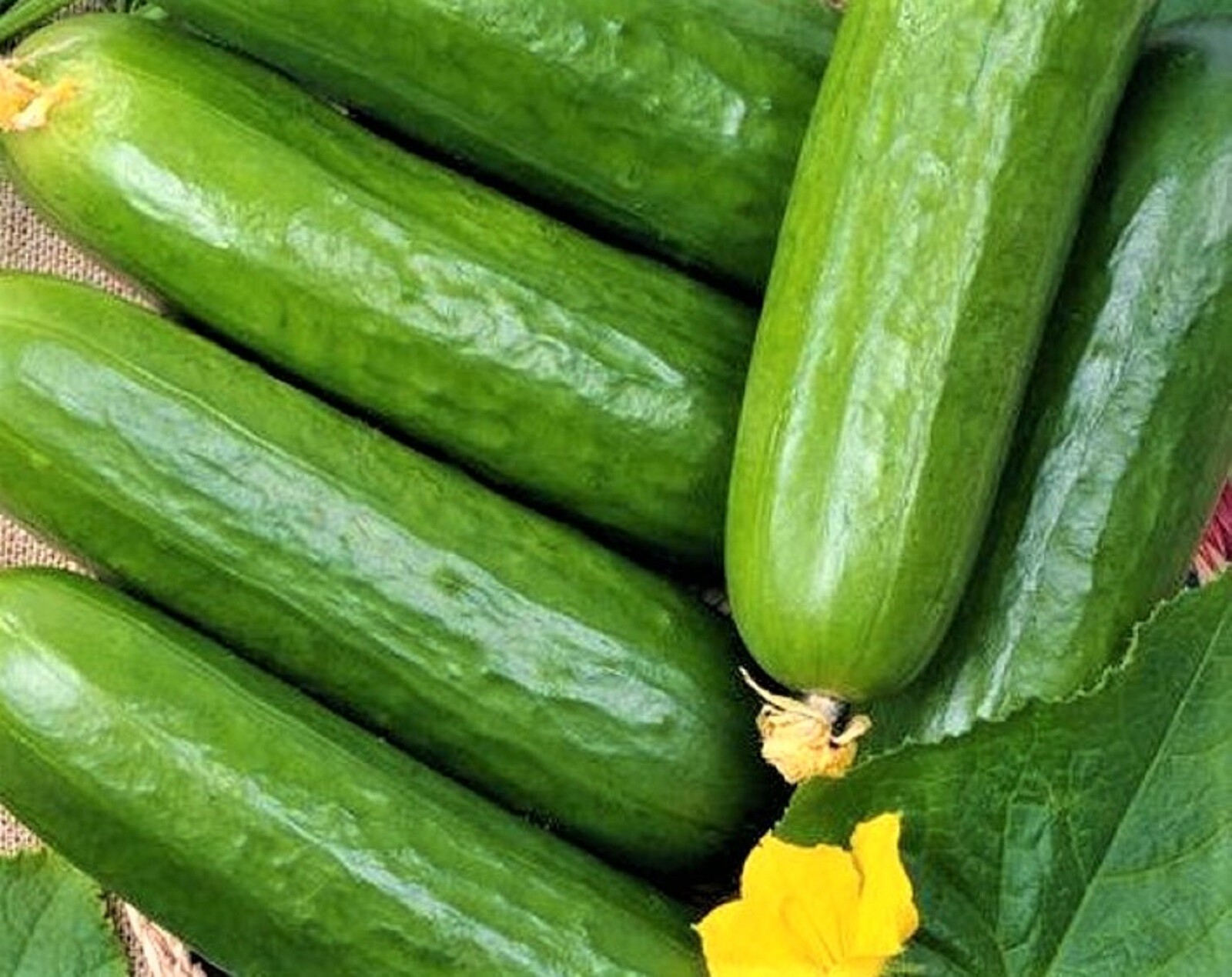 Marketer Cucumber Seeds 60+ SEEDS NON-GMO –BUY 4 ITEMS FREE SHIPPING