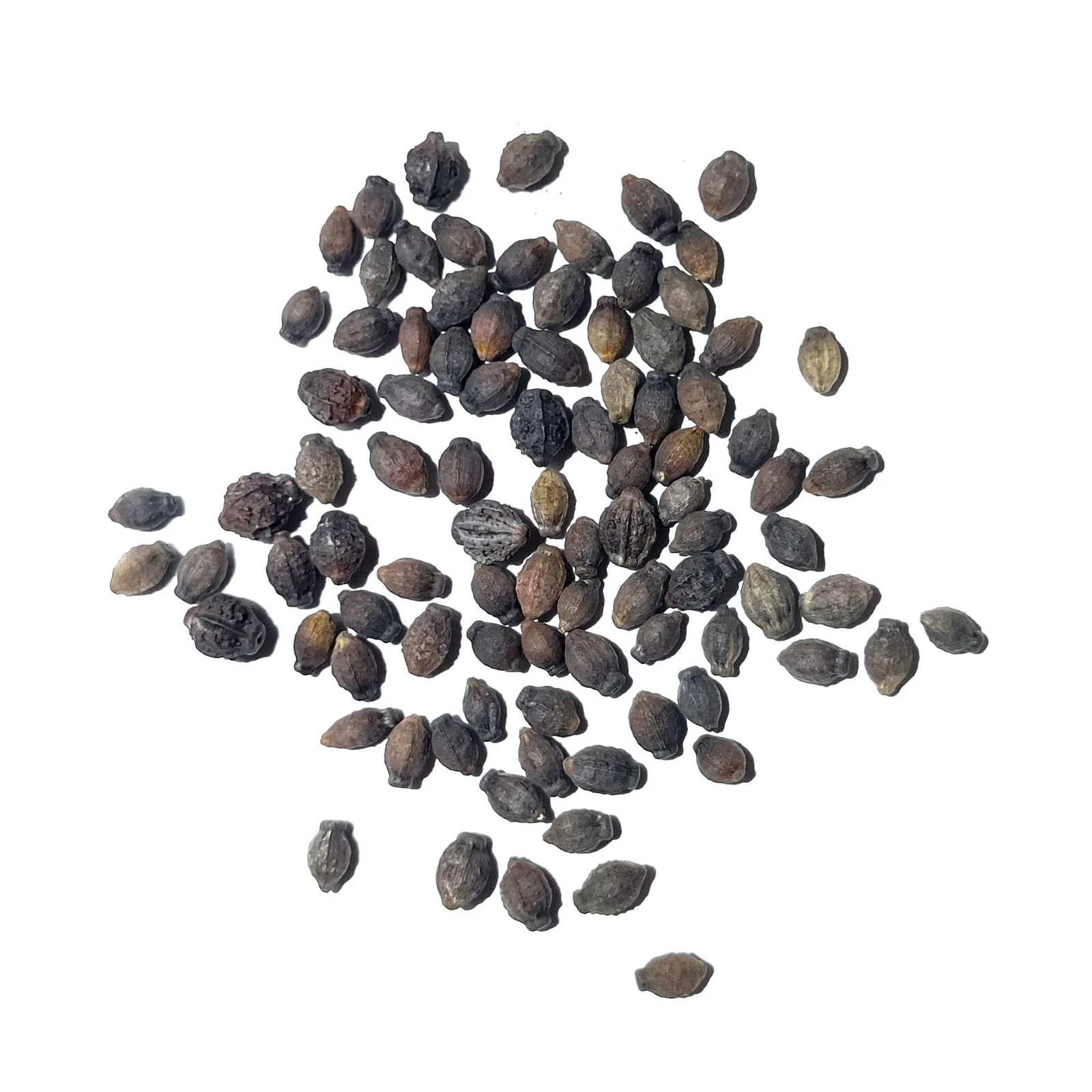 White Four O’ Clock Seeds For Planting (Mirabilis jalapa)