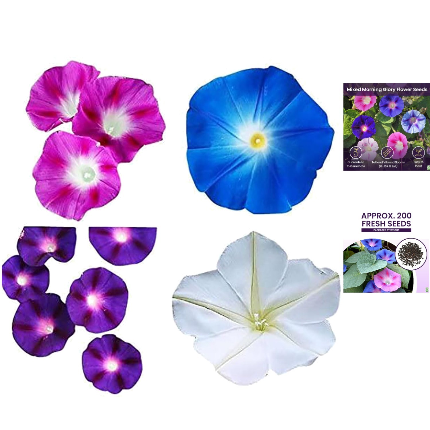 Fast-Growing 200 Count Morning Glory Seeds – Blue, Purple & White Climbing Vines