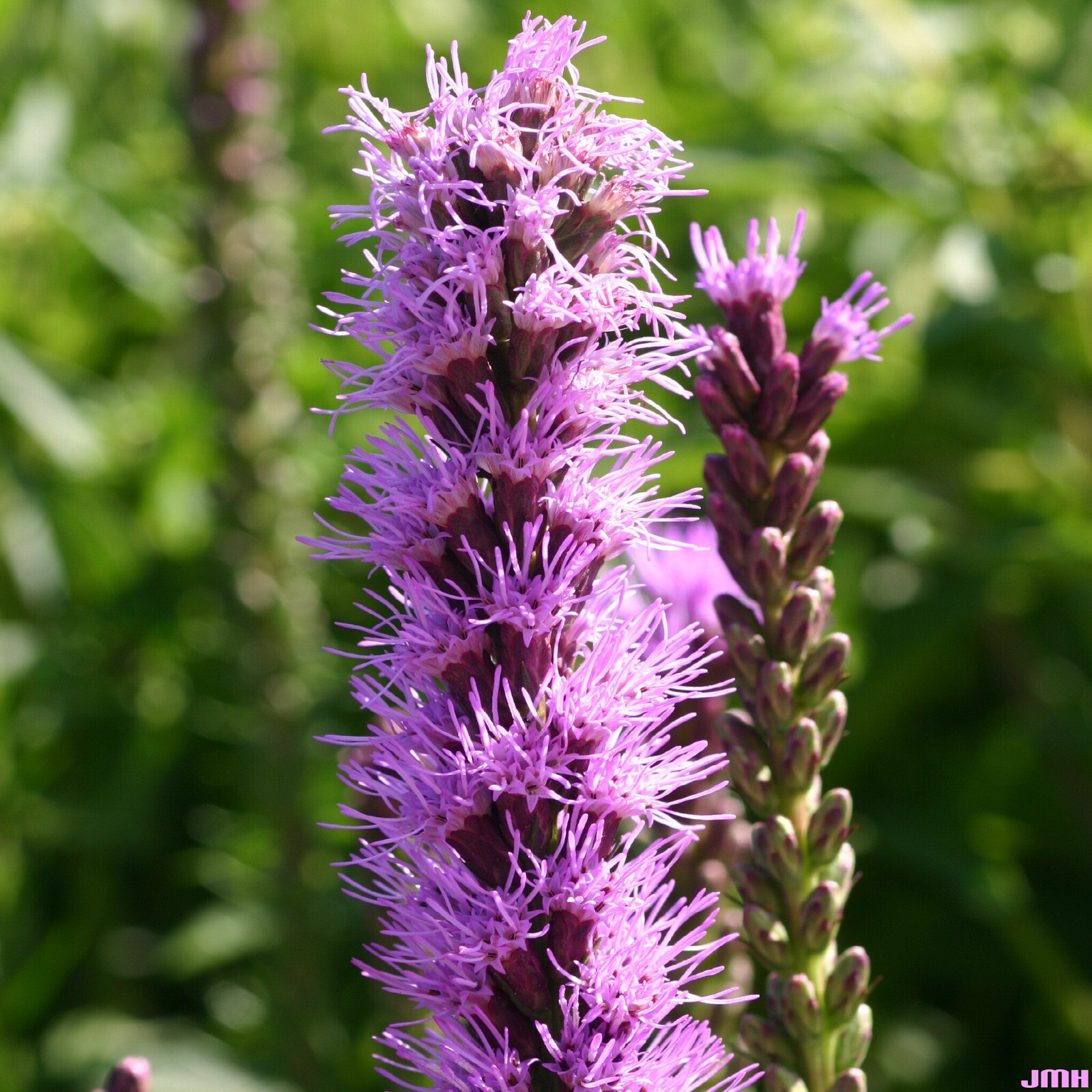 Liatris Spicata – Kobold Strain seed