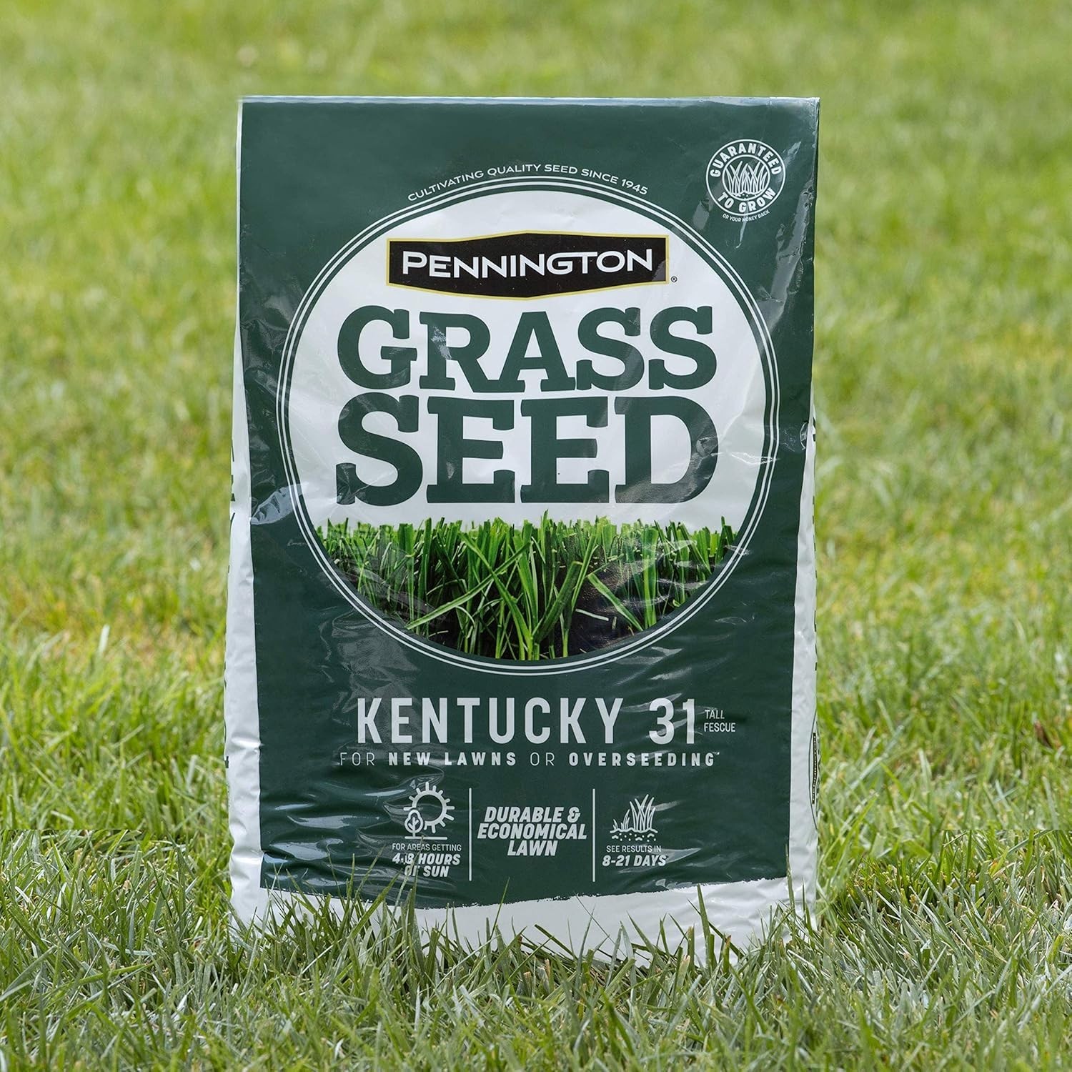 Thick Blades for Summer: Tall Fescue Grass Seed