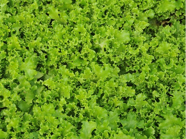 Tango Leaf Lettuce Seeds 600+ Vegetable Garden Heirloom NON-GMO US FREE SHIPPING