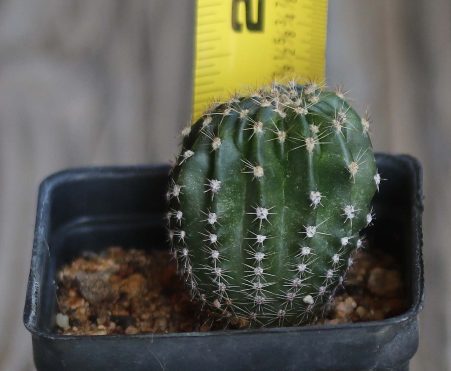 Echinopsis hybrid ‘Pink Too’