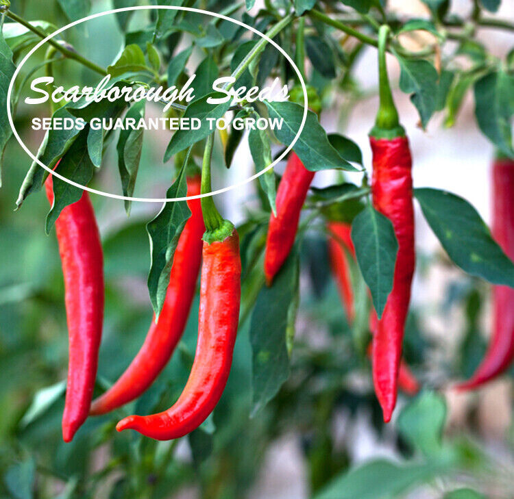 SCARBOROUGH SEEDS Cayenne Long Slim Pepper Seeds – 100 Seeds – SAME DAY SHIPPING
