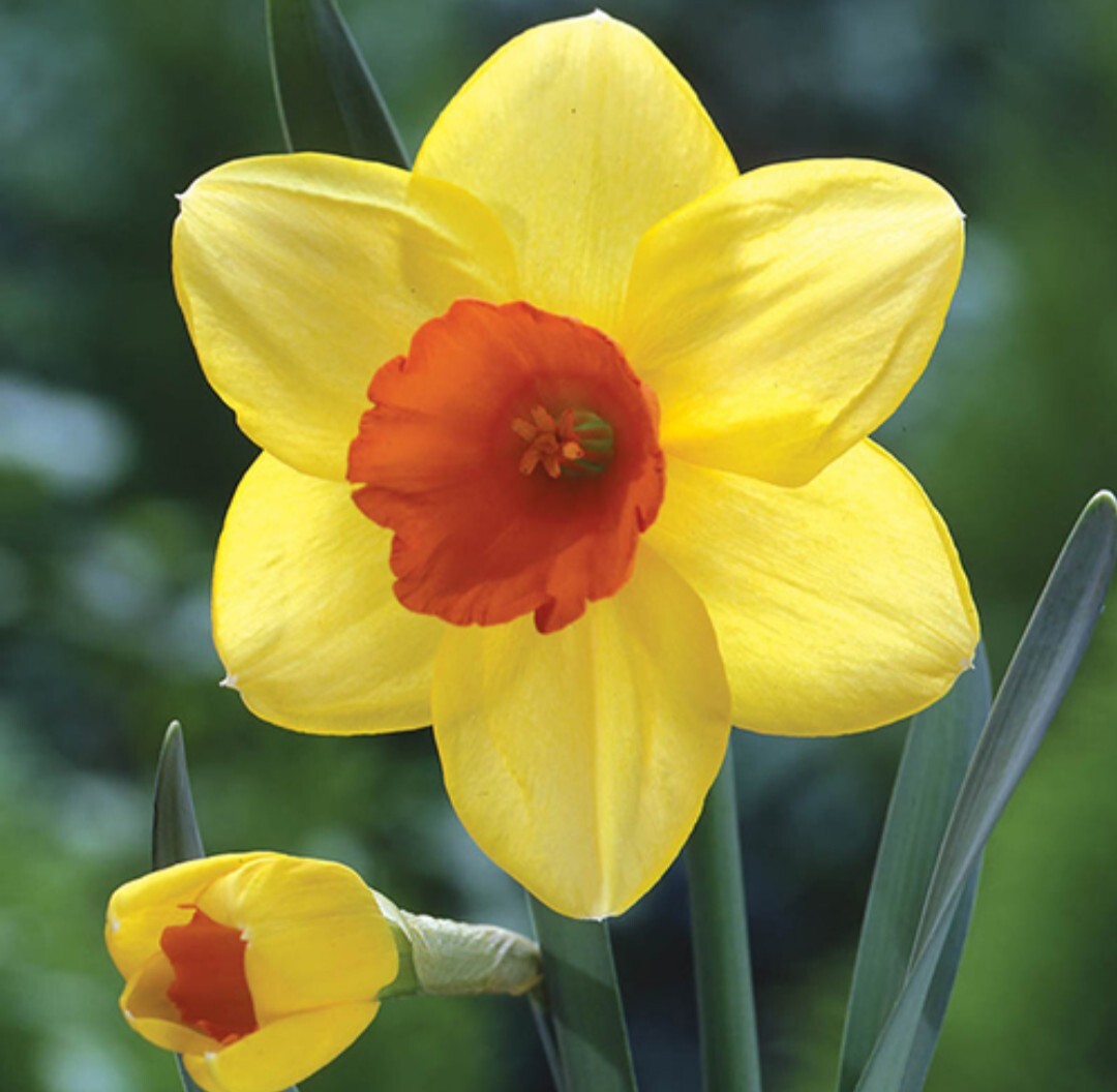 50 Mixed Daffodil Bulbs Assortment FREE SHIPPING