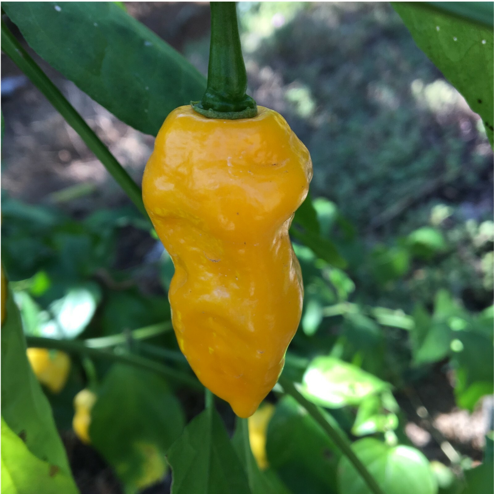 10+ Yellow Naga Viper Pepper Seeds | Exotic chile, chili seeds hotter than Ghost
