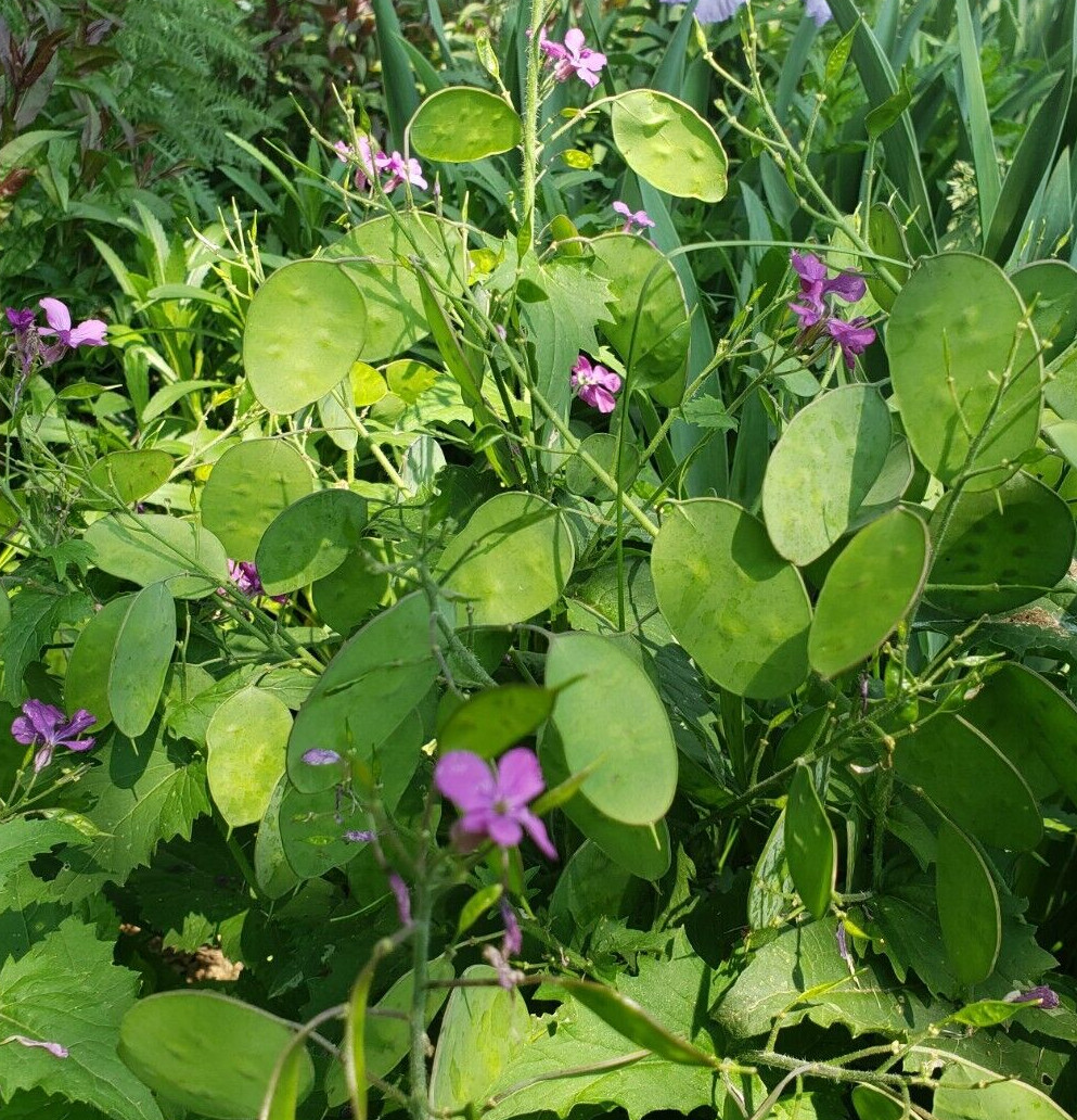 Lunaria / Honesty / Money Plant / Silver Dollar (40 seeds), flower bouquets!