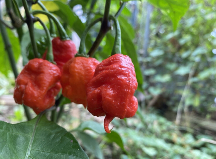 20 Hot Mix Pepper Carolina Reaper Ghost Gochu 7 Pot Scotch Bonnet +More Seeds
