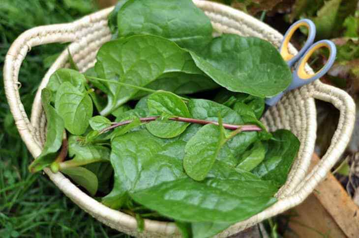 50 Seeds Red Malabar Spinach, Heirloom – EDIBLE ORNAMENTAL WITH AWESOME COLORS