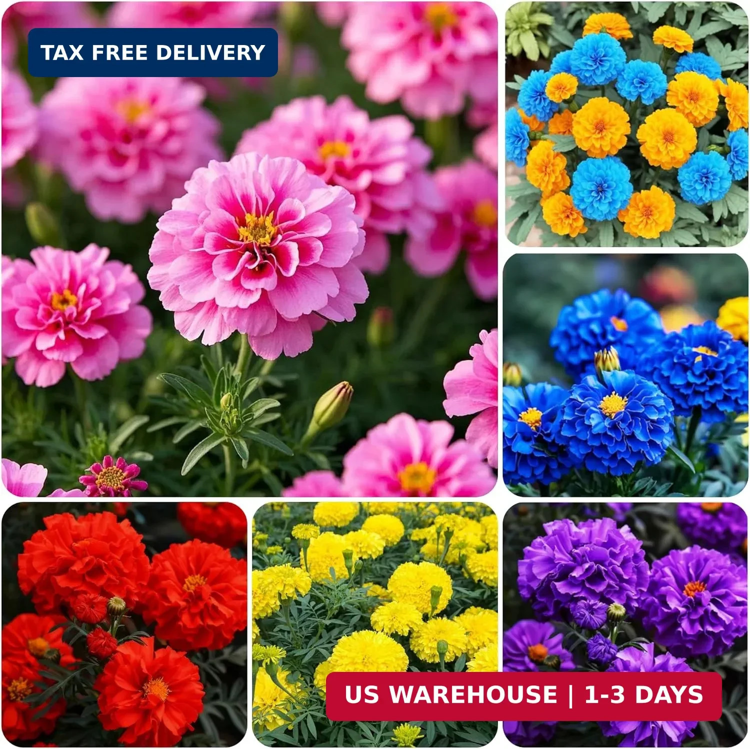 900+ Annual French Marigold Garden Flower Mix Flower Seeds for Planting Garden D