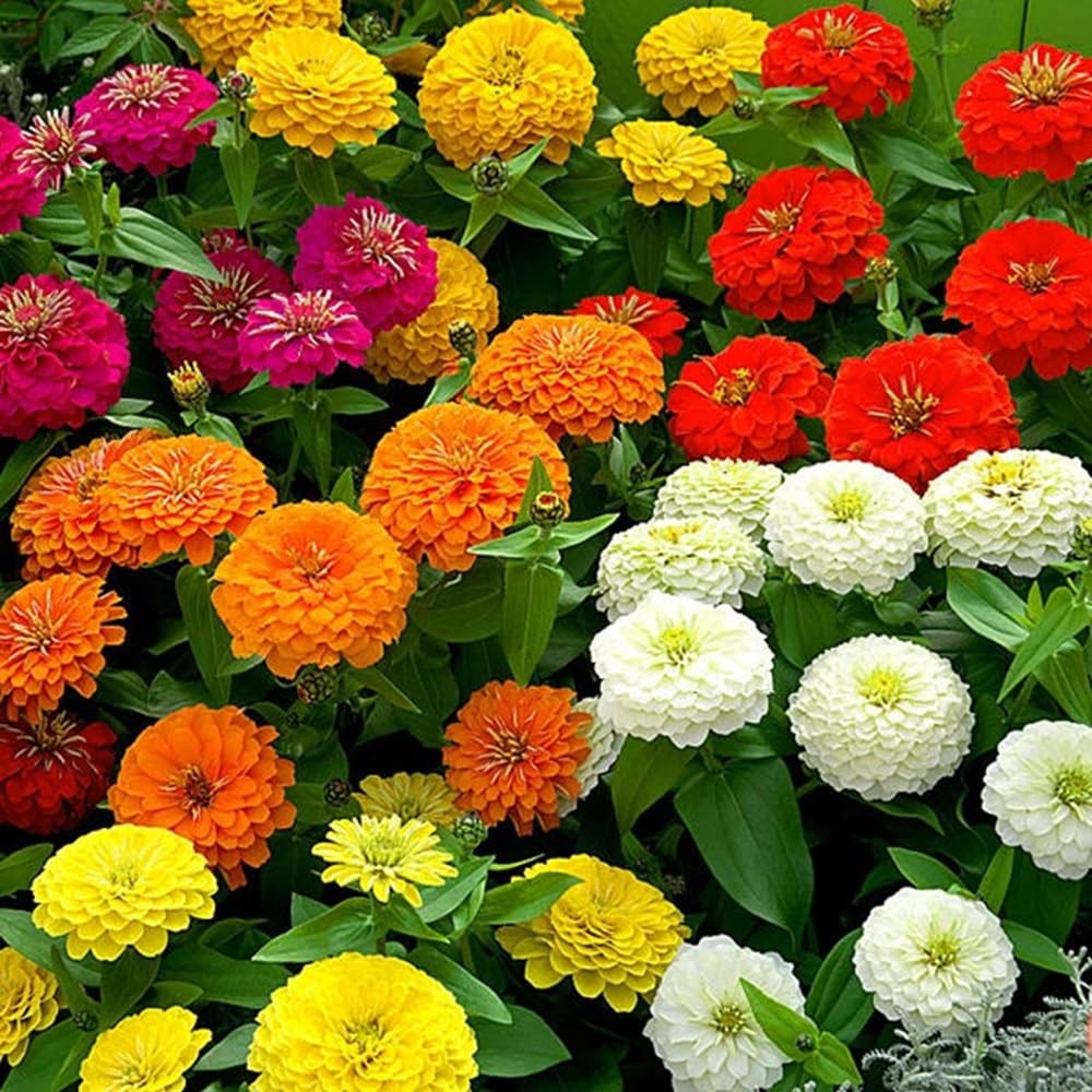 Zinnia California Giant Flower Seeds, Bulk red, pink, orange, yellow, white