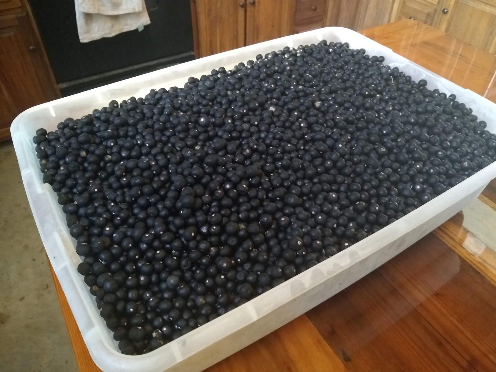 Garden Huckleberry Seed (Solanum melanocerasum) ~ 100 to 10,000 seeds