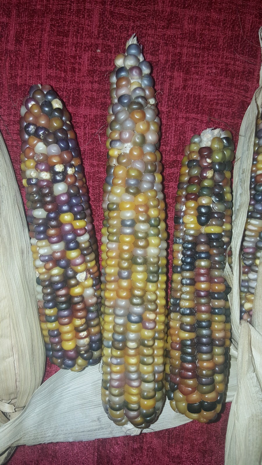 50 Cherokee Glass Gem Corn Seed, Kentucky Grown, USA, Non GMO 2019 crop.