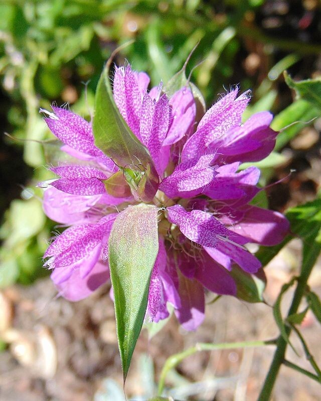 Monarda citriodora | Lemon Mint | Lemon Bee Balm | 1000 Seeds
