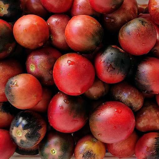10 seeds Dwarf Mocha’s Cherry Tomato ORGANIC Rare Anthocyanin Variety