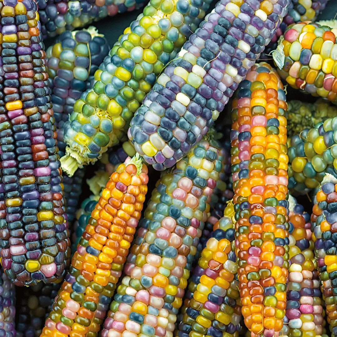 Fresh Premium Glass Gem Popcorn Plant Seeds | Heirloom Non-GMO | Vegetable Seeds