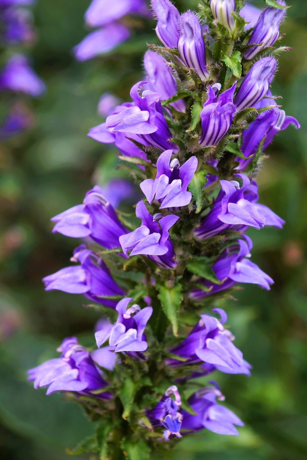 500 GREAT BLUE LOBELIA Upright Lobelia Siphilitica Flower Seeds *Comb S/H