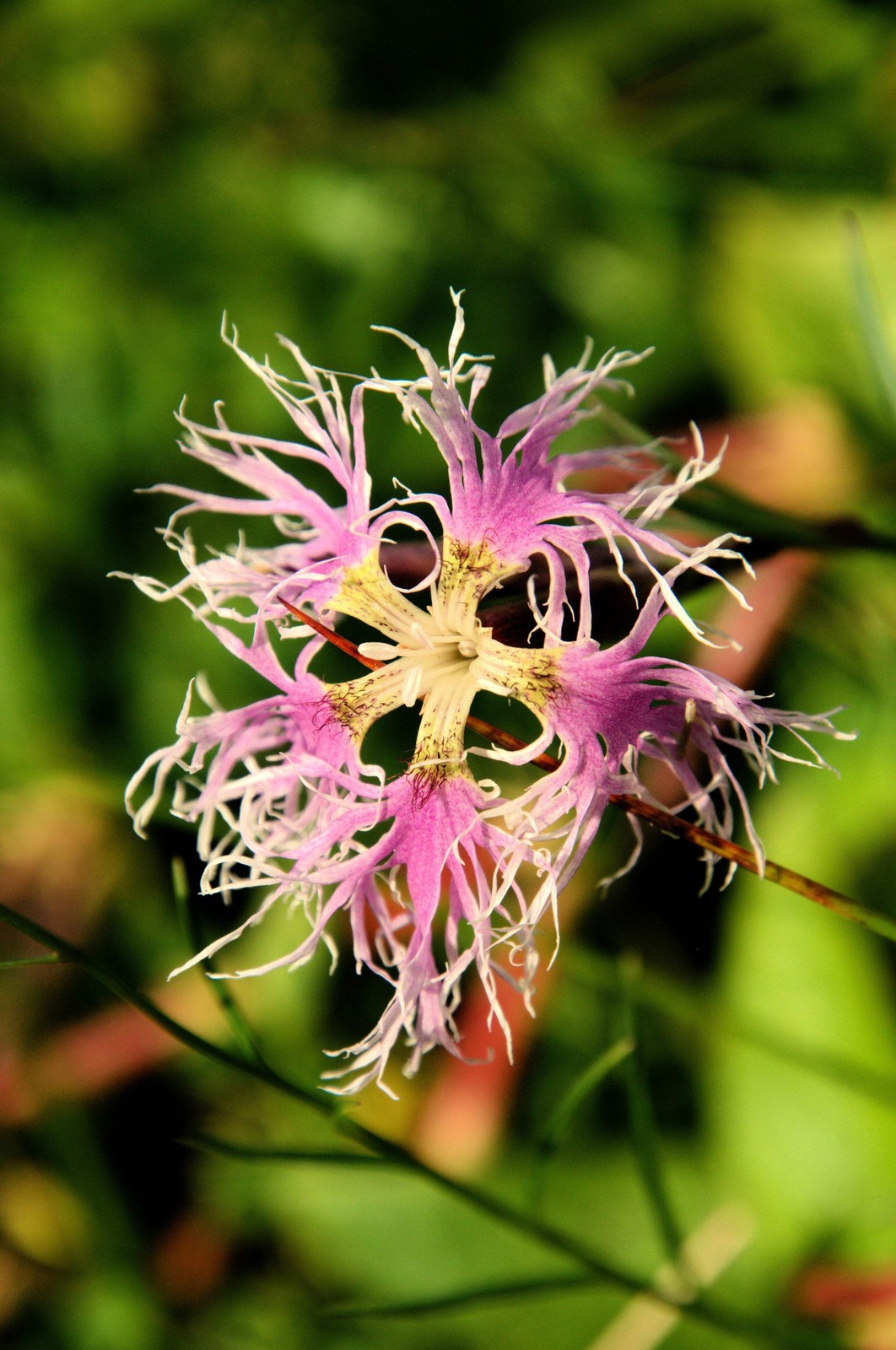 1000 FRINGED PINKS DIANTHUS Superbus Flower Seeds
