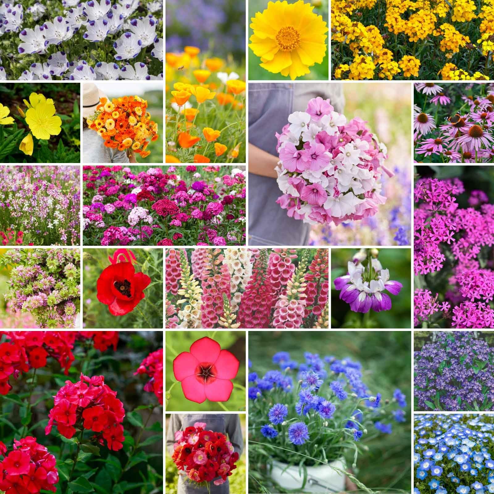 Partial Shade Wildflower Mixed Seeds for Planting, 1/4 lb, 120,000+ Seeds wit…