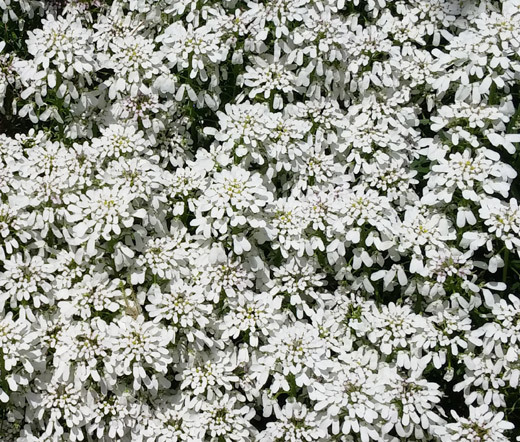 CANDYTUFT WHITE PERENNIAL EVERGREEN Iberis Sempervirens – 500 Bulk Seeds