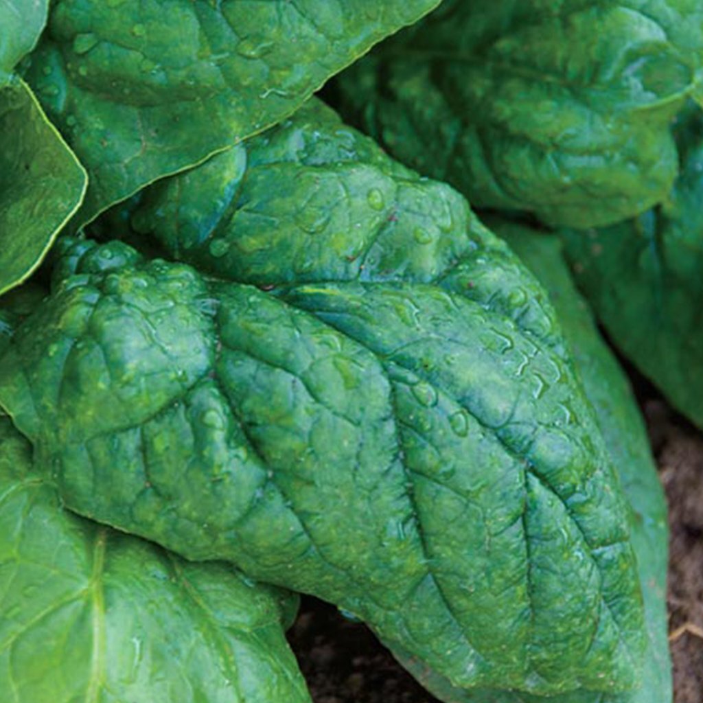 Giant Noble Spinach Seeds, NON-GMO, Variety Sizes, FREE SHIPPING