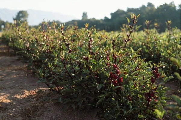 Roselle 15 – 100 Seeds Hibiscus Asian Sour Leaf Red Cranberry Jam Herbs