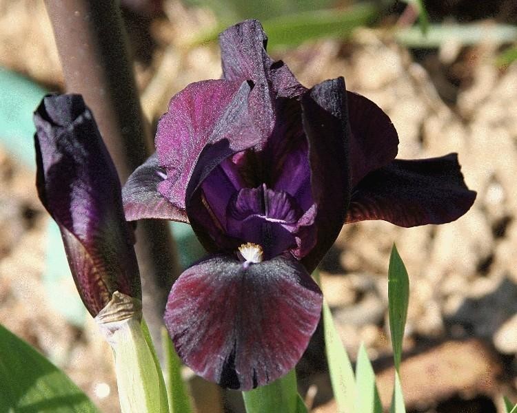 **BLACK STALLION** Dwarf Bearded Iris. Freshly Dug, Combined Ship: Jul/Sep