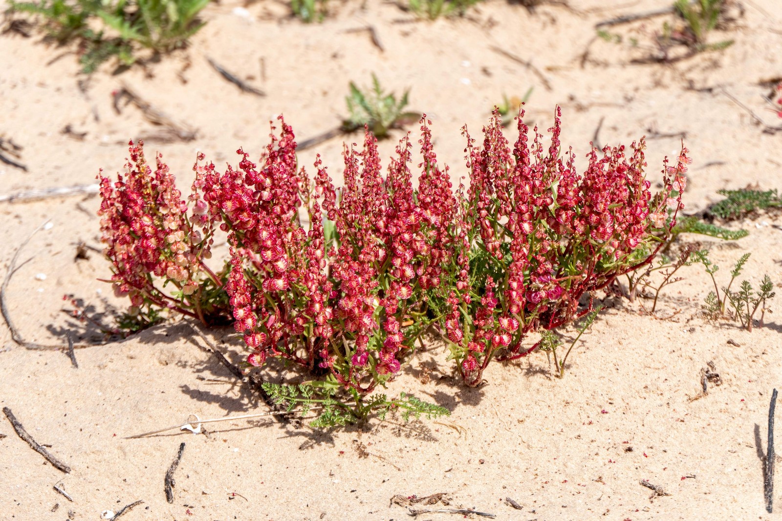 100 SHEEP SORREL Rumex Acetosella Red Field Sorrel Sour Weed Herb Flower Seeds
