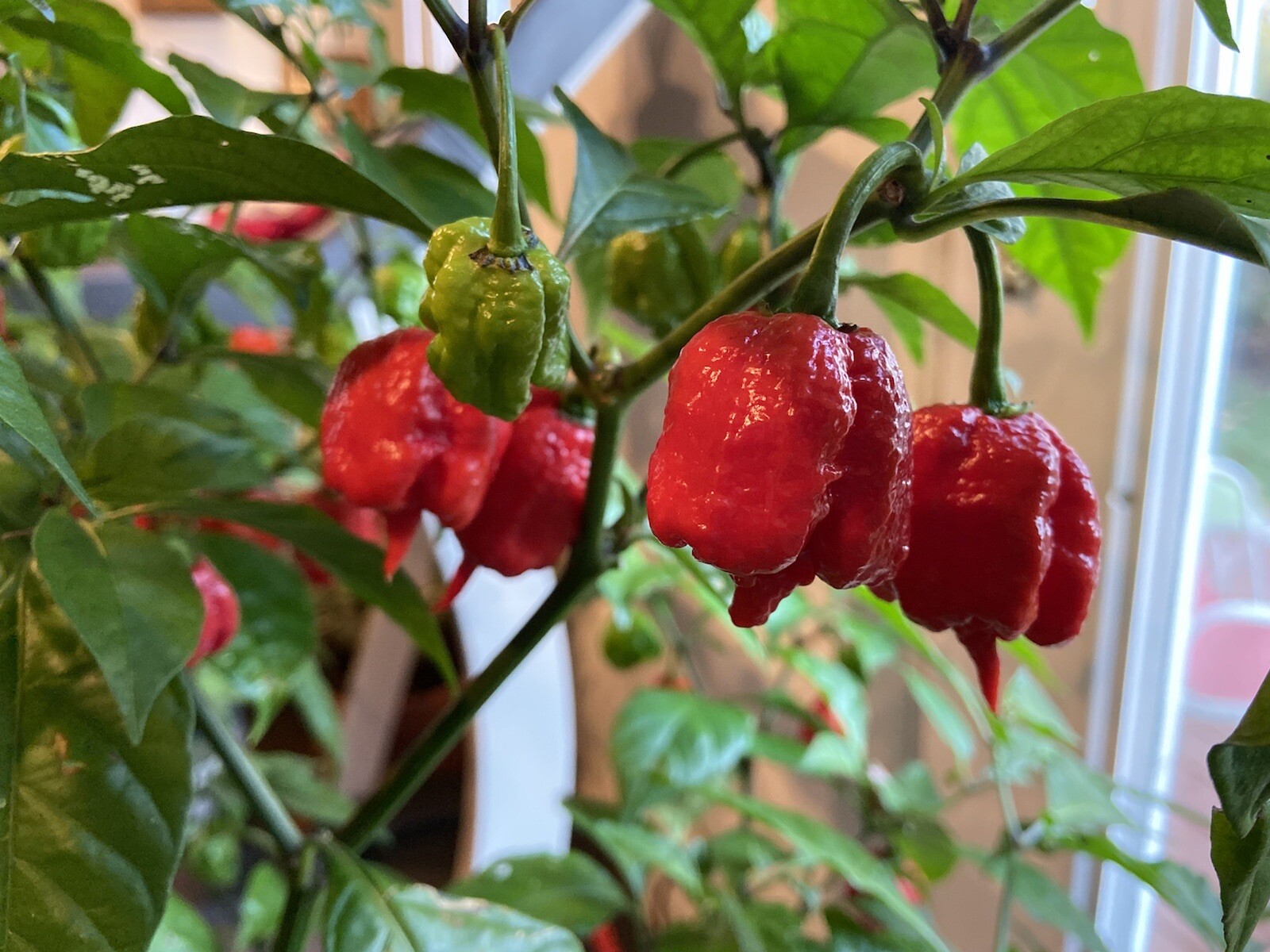 20 Hot Mix Pepper Carolina Reaper Ghost Gochu 7 Pot Scotch Bonnet +More Seeds