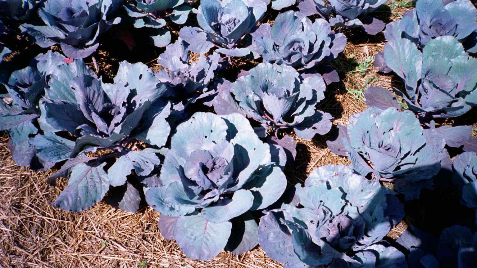 401+RED ACRE Cabbage Seeds Heirloom Spring Fall Vegetable Garden Patio Container