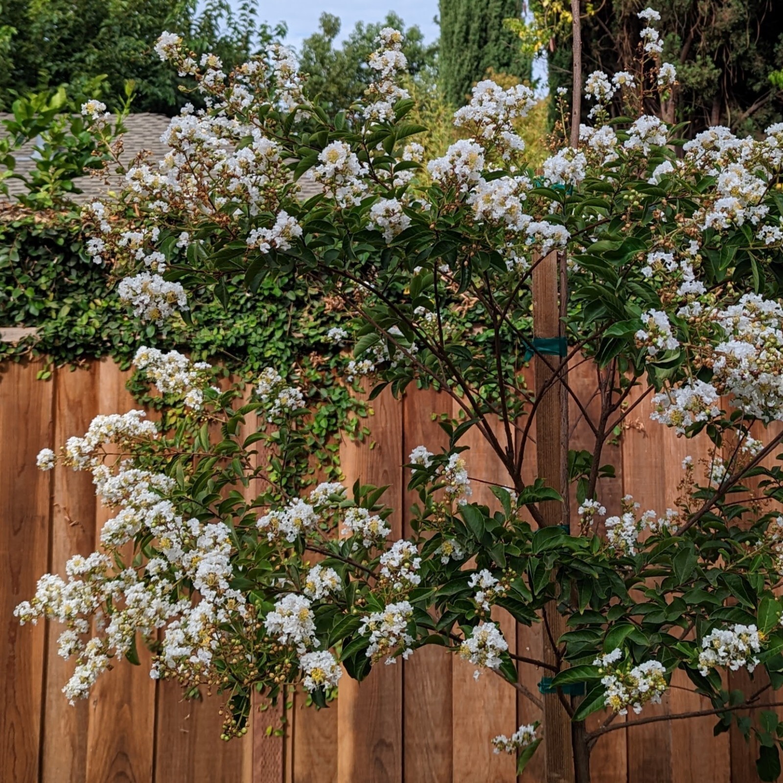 Crape Myrtle Tree Seeds crepe(Lagerstroemia indica)(White), 100 seeds