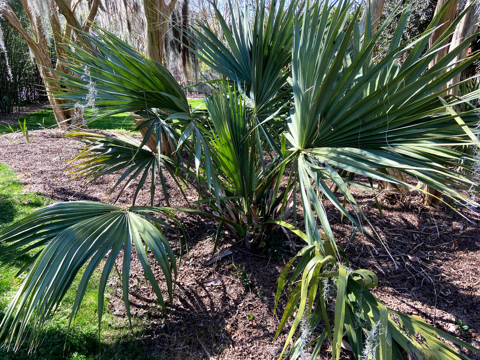 Sabal sp. ‘Tamaulipas’ Seeds! Almost NEVER Offered! Cold Hardy!