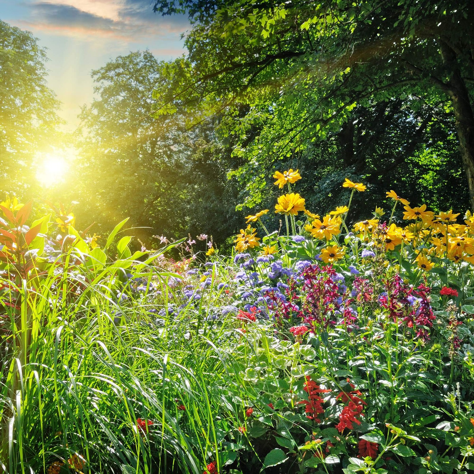 Wildflower Seeds Bulk – National Seed Collection – Perennial Brown