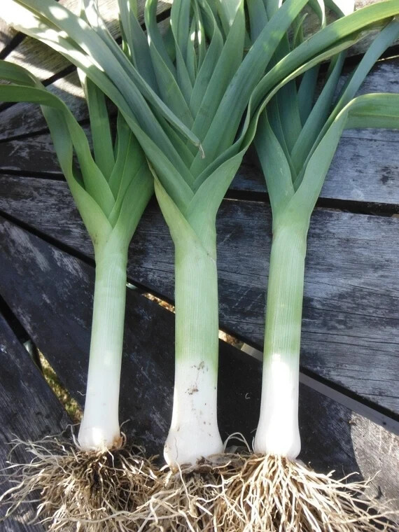 200 AMERICAN FLAG LEEK SEEDS ~ 2026 ~ heirloomseedguy ~ USA