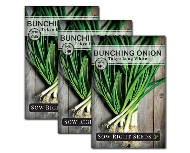 – Tokyo Long White Bunching Onion Seeds for Planting – Perfect for Planting 3