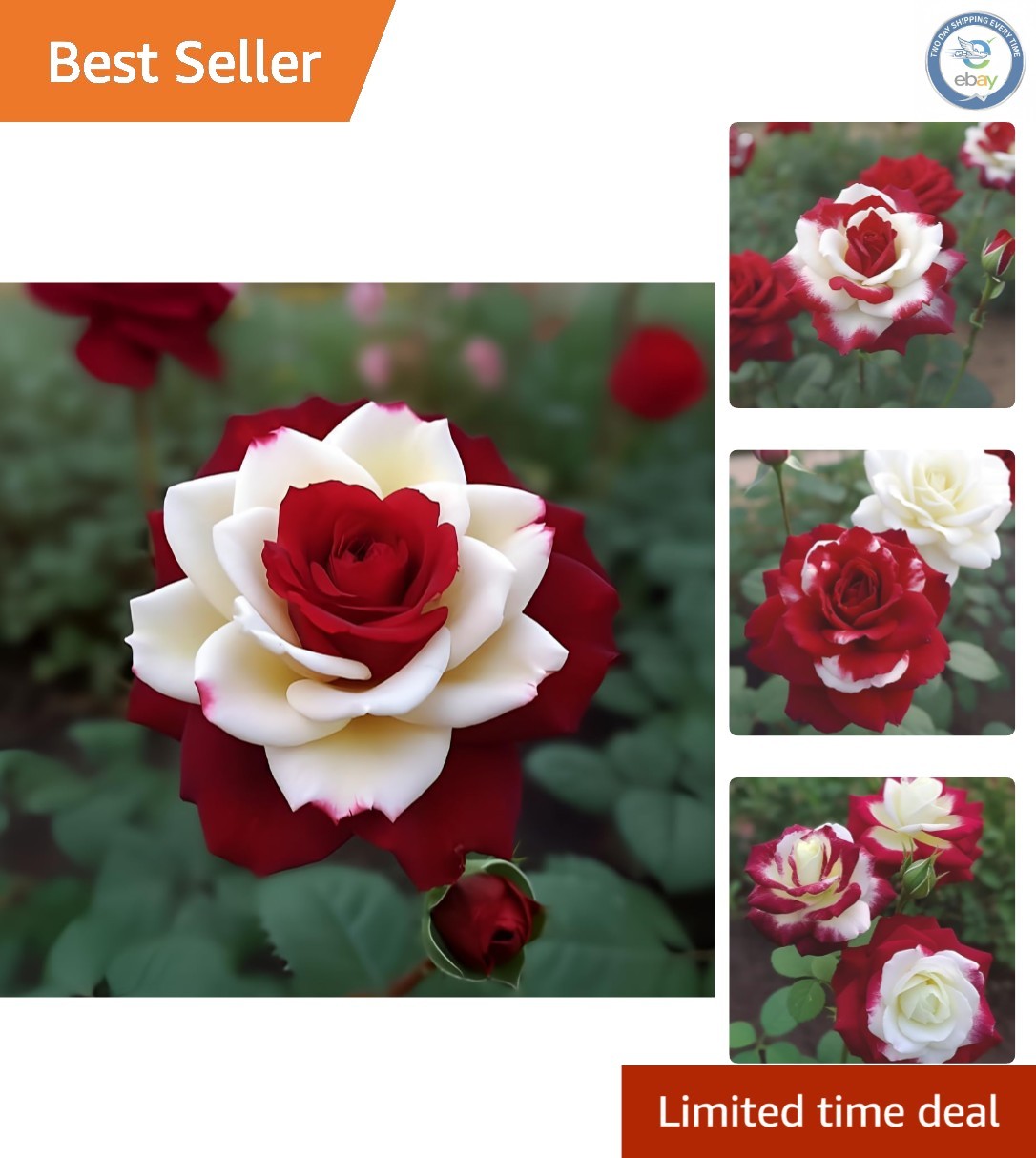 Transform Your Garden – 20 Rare Twin Red & White Rose Seeds, Heirloom Quality