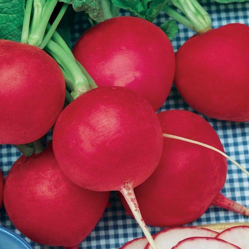 German Giant Radish Seeds 200 Ct Vegetable Garden Heirloom NON-GMO FREE SHIPPING