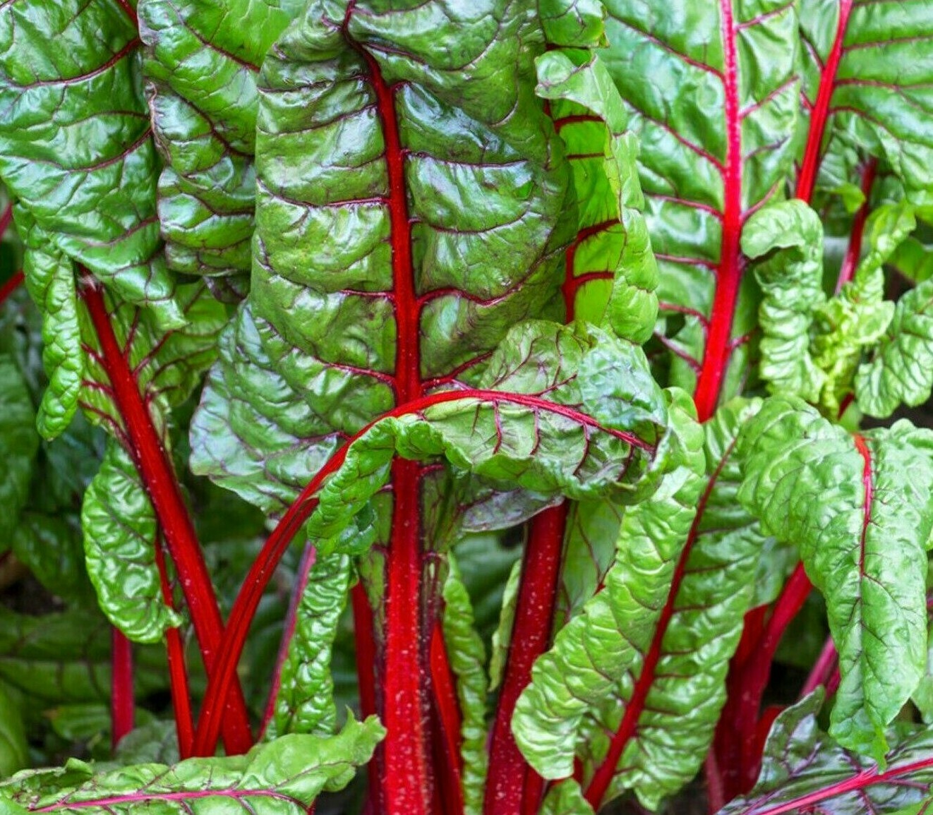 RUBY RED SWISS CHARD SEEDS 100+ heat tolerant SALAD GREENS garden FREE SHIPPING