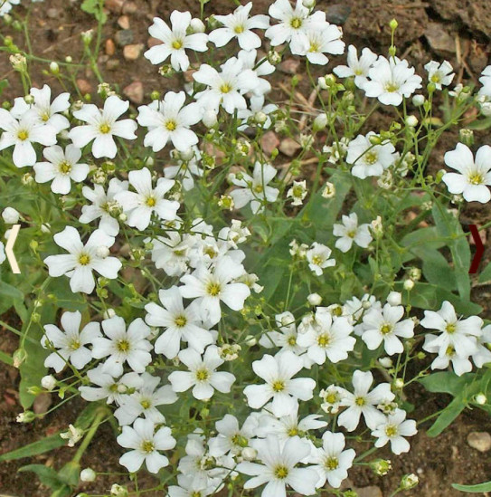 Landscaper’s Pack SIMPLY ROMANTIC Garden Mix White Pink Cut Flowers 1000 Seeds