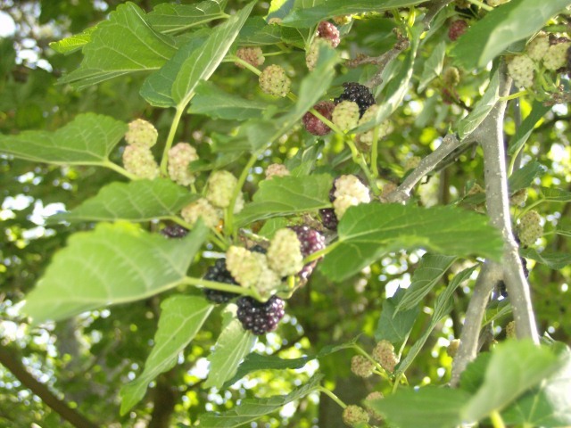 50 BLACK MULBERRY SEEDS – Morus nigra