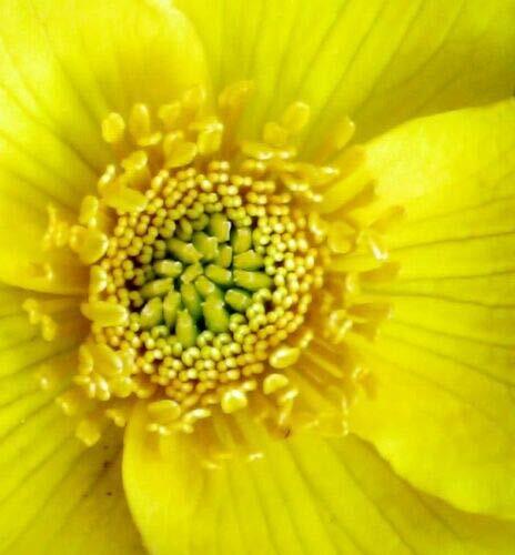 Yellow Swamp Marigold Bidens Aristosa Mutica Flower Jocad (200 Seeds)
