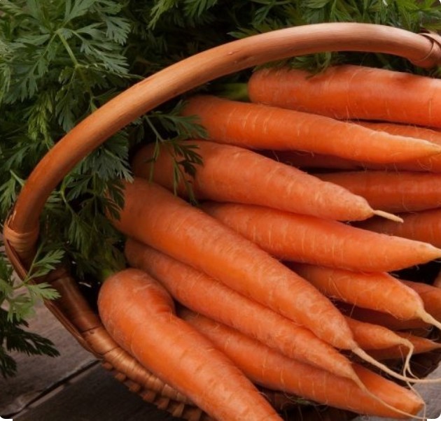 500+ Danvers 126 Carrot Seeds – Non GMO-Open Pollinated-Organic.